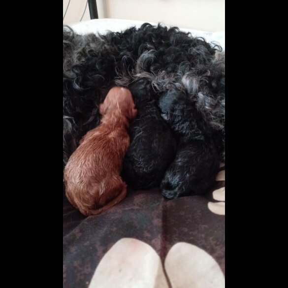 Cockapoo - Dogs