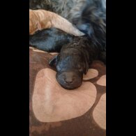 Cockapoo - Dogs