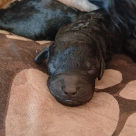 Cockapoo - Dogs