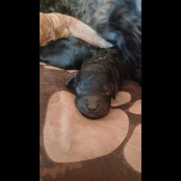 Cockapoo - Dogs