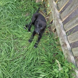 Lurcher - Both