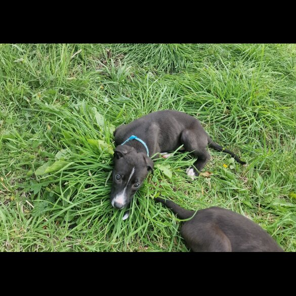 Lurcher - Both