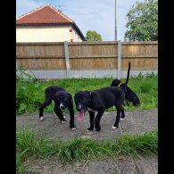 Lurcher - Both