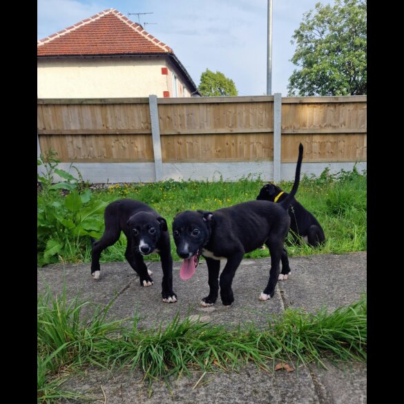 Lurcher - Both