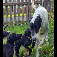 Lurcher - Both