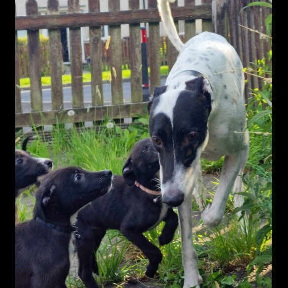 Lurcher - Both
