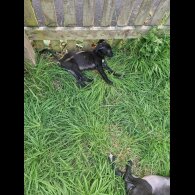 Lurcher - Both