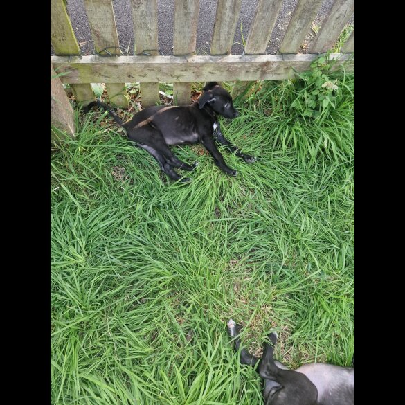 Lurcher - Both