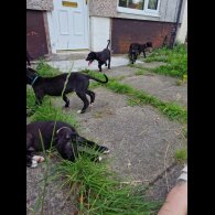 Lurcher - Both