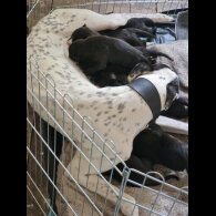 Lurcher - Both