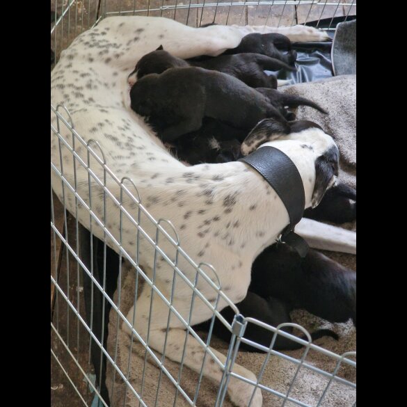 Lurcher - Both