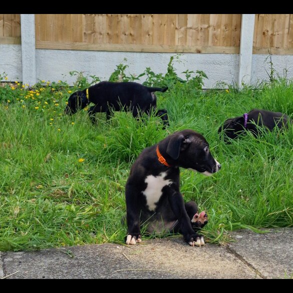 Lurcher - Both