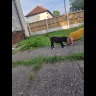 Lurcher - Both