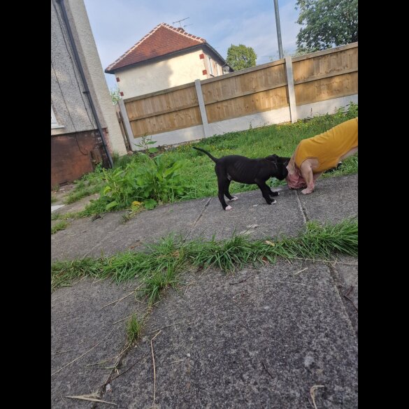 Lurcher - Both