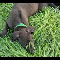 Lurcher - Both