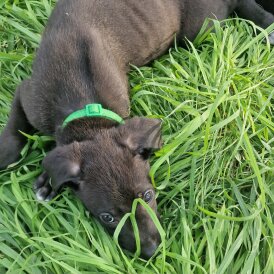 Lurcher - Both
