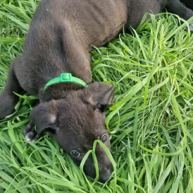 Lurcher - Both