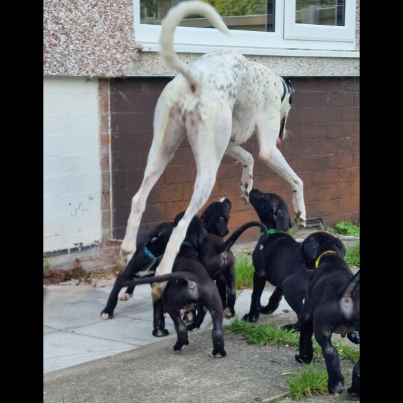Lurcher - Both