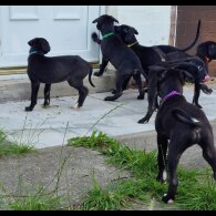 Lurcher - Both
