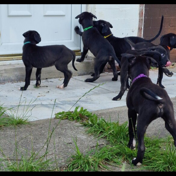 Lurcher - Both