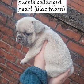 French Bulldog - Both