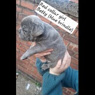 French Bulldog - Both