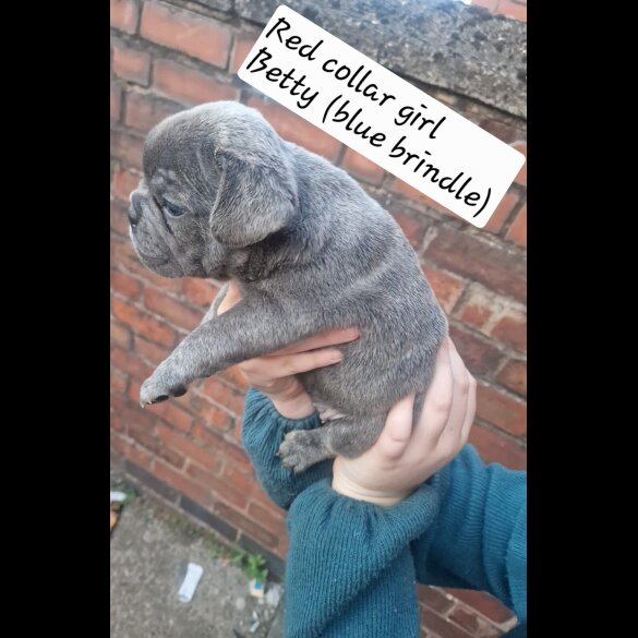 French Bulldog - Both
