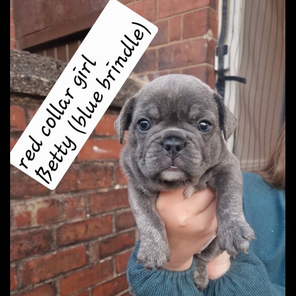 French Bulldog - Both