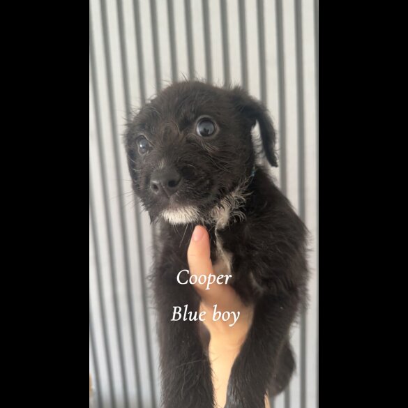 Mixed Breed - Both