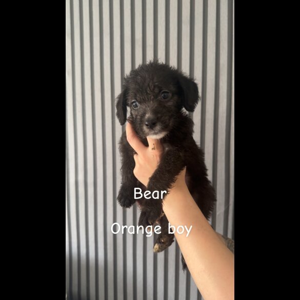 Mixed Breed - Both