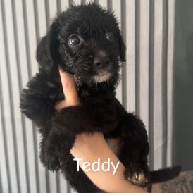 Mixed Breed - Both