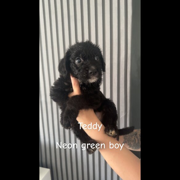 Mixed Breed - Both