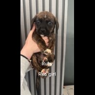 Mixed Breed - Both