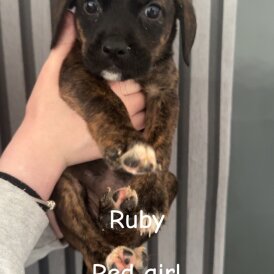 Mixed Breed - Both
