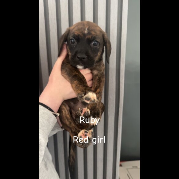 Mixed Breed - Both