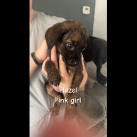 Mixed Breed - Both