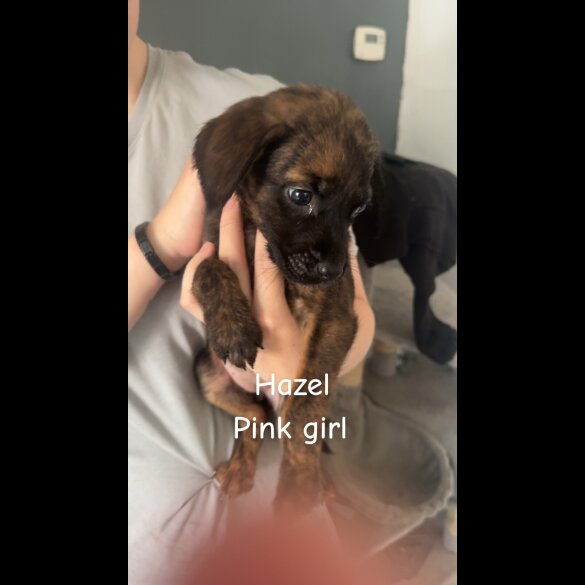 Mixed Breed - Both