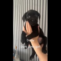 Mixed Breed - Both