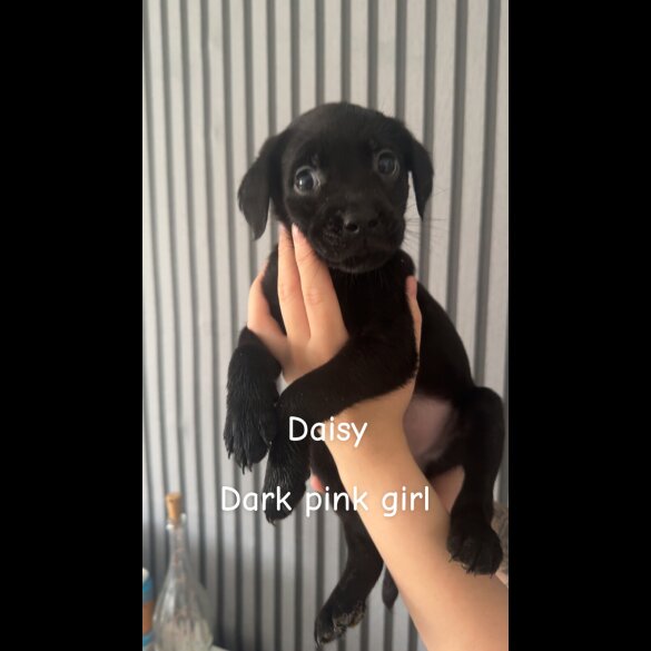 Mixed Breed - Both