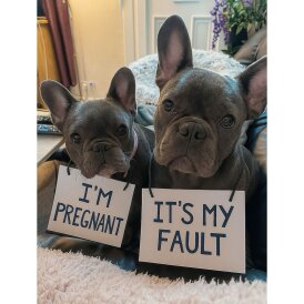 French Bulldog - Both