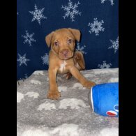 Mixed Breed - Both