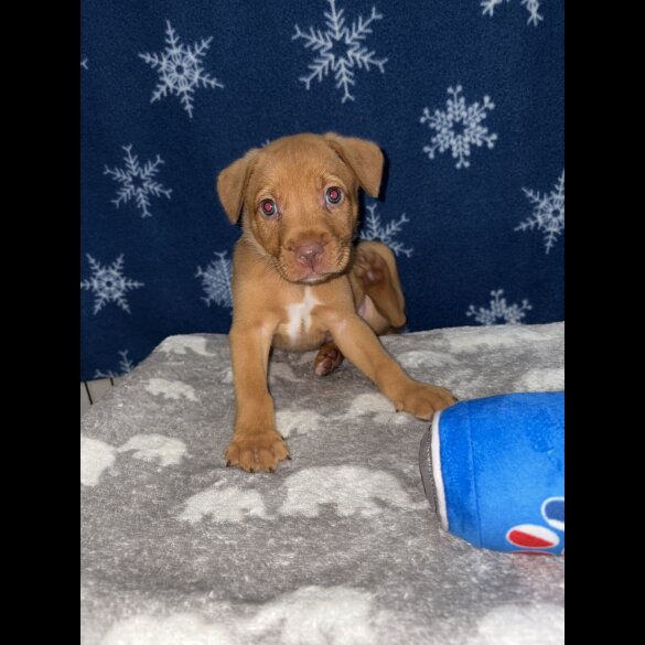 Mixed Breed - Both