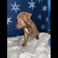 Mixed Breed - Both