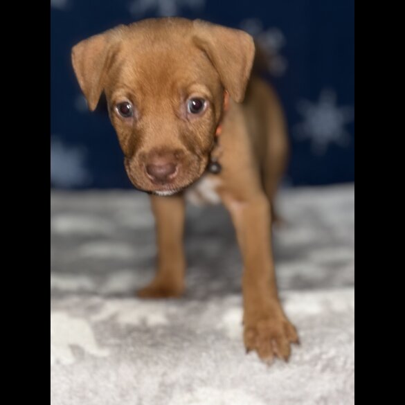 Mixed Breed - Both