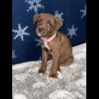 Mixed Breed - Both