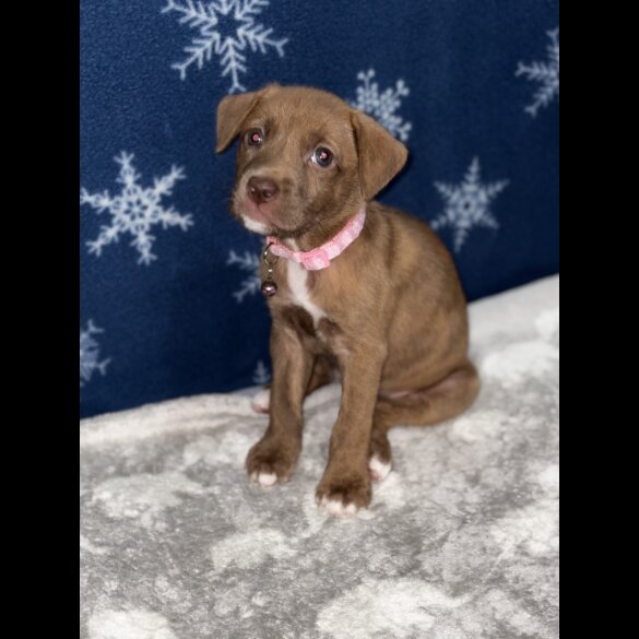 Mixed Breed - Both