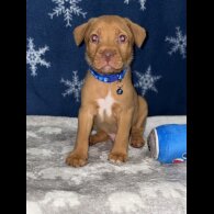 Mixed Breed - Both