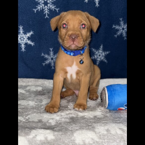 Mixed Breed - Both