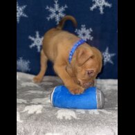 Mixed Breed - Both