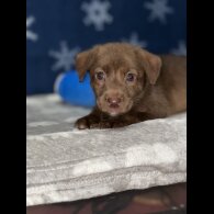 Mixed Breed - Both